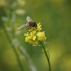 bee and flower