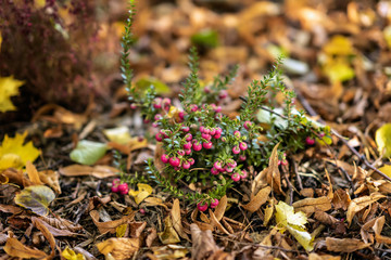 Bright short evergreen shrub of cowberry, Vaccinium among the fallen autumn maple foliage. Evergreen plant. Natural picturesque autumn background