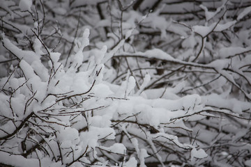 tree in snow