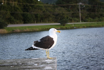 Florianópolis