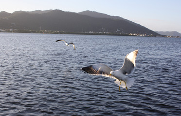 Florianópolis
