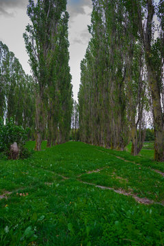 Planted trees in the shape of Cathedral, Land art Flevoland
