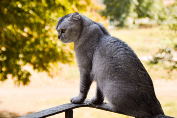 kitten cat scottish straight, lop-eared fluffy, animal