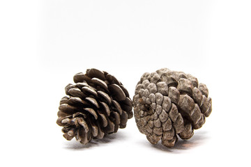 pine, cone, isolated, christmas, nature, tree, decoration, brown, white, fir, seed, pinecone, pine cone, winter, autumn, xmas, holiday, forest, season, object, coniferous, branch, macro, cones, plant