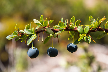 Patagonia native plant - yummy Calafate berry © Pavel