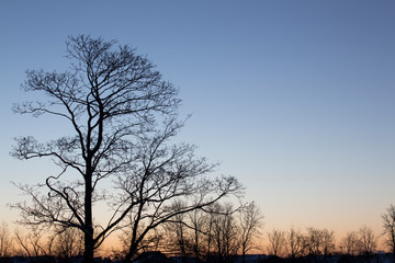 tree at sunset