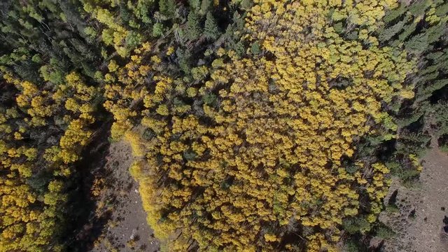 Aerial drone footage of aspen trees and leaves changing in Colorado Rockies forest (multiple views)
