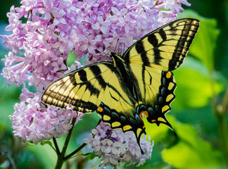 Appalachian Tiger Swallowtail Butterfly