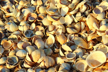 Shell beach on the sea. Close-up. Background. Texture.