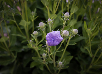 Purple Balloon Flower Unopened