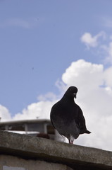 Blue dove sitting on a background of gray sky