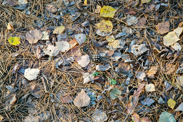 Autumn background. fallen cones, needles and leaves in the forest.