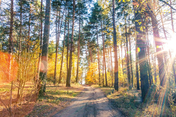 Beautiful autumn landscape. Road through the autumn mixed forest.