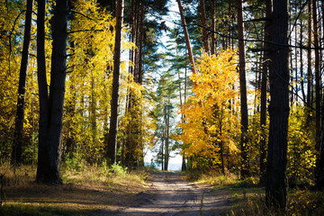 Obraz premium Beautiful autumn landscape. Road through the autumn mixed forest.