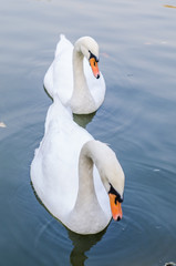 Obraz premium Two white swans swims in a pond together. Closeup