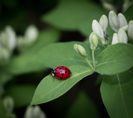 Ladybug