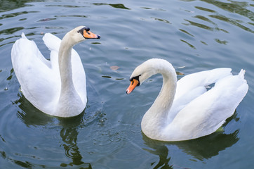 Two white swans swims in a pond together. Closeup