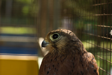 small hunting bird wild animal portrait prisoner in cage