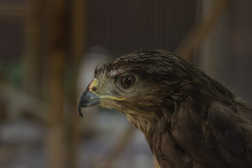 small hunting bird wild animal portrait prisoner in cage