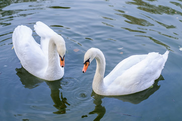 Naklejka premium Two white swans swims in a pond together. Closeup