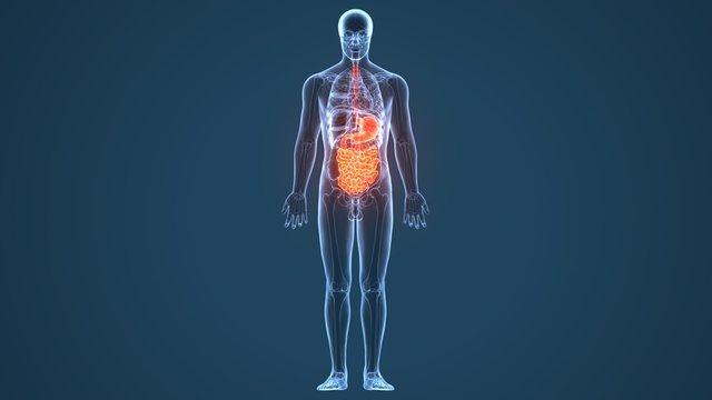 3d illustration of human body digestive system anatomy
