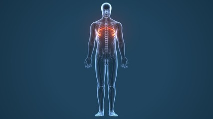 3d illustration of human body ribs cage anatomy
