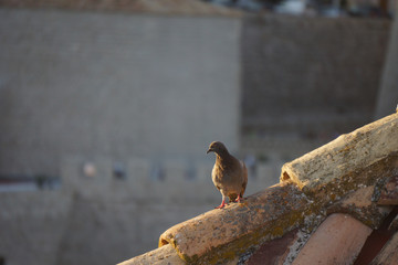 Pigeon on roof