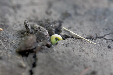 Canola seedling breaking through the soil surface with a hooked hypocotyl.