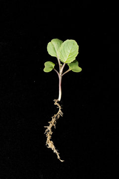 Canola young plant in the second leaf stage on black background with ruler.