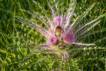 Wild Everts meadow thistle flowers bloom at the Yellowstone National Park