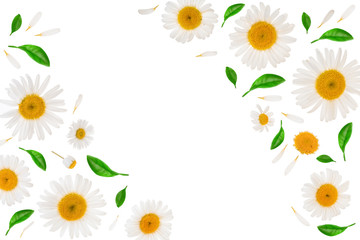chamomile or daisies with leaves isolated on white background with copy space for your text. Top view. Flat lay