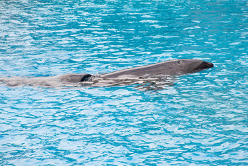 Killer Whale on the surface.