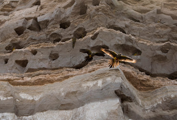 Parrots going to their nest