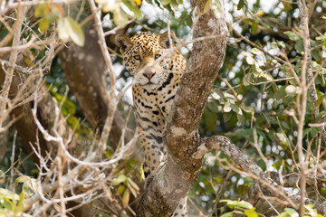 Jaguar from Pantanal, Brazil