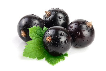 black currant with leaf isolated on white background