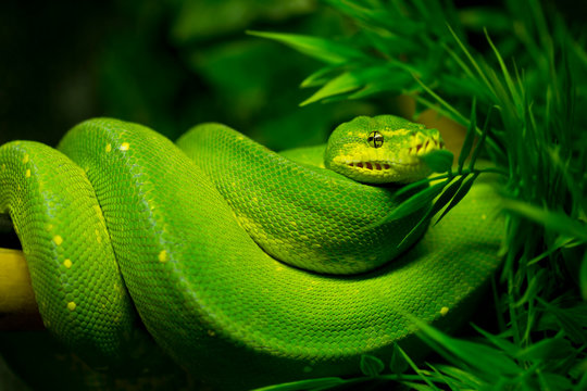Snake