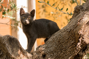 Obraz premium kitten in the garden among the plants