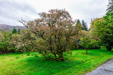 Beautiful tree (Enkianthus Campanulatus) standing along one of the footpathes in Benmore Botanic...