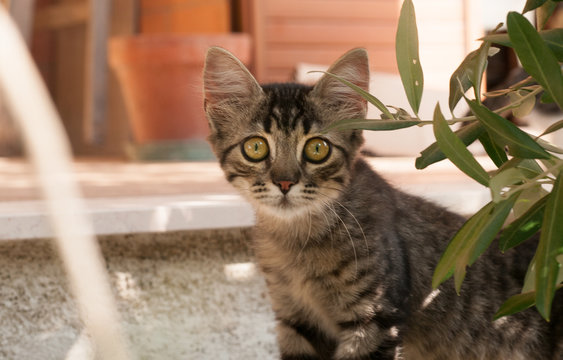 kitten in the garden among the plants