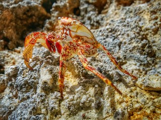 Le crabe