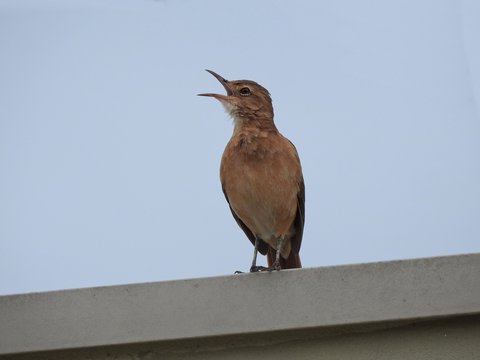 Close-up of a rufous hornero bird (Furnarius rufus) singing, perched on a wall, against a grey sky. There is room for text. 