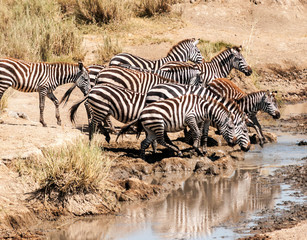 Fototapeta na wymiar Zebrasen el Serengetti