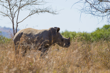 Isolated puppy rhinoceros, South Africa