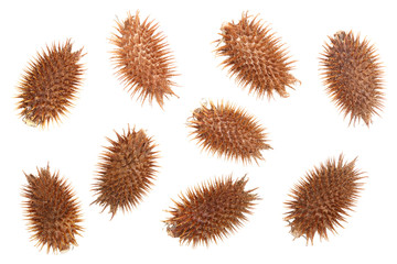 dry Xanthium strumarium isolated on white background has medicinal properties. Top view. Flat lay pattern