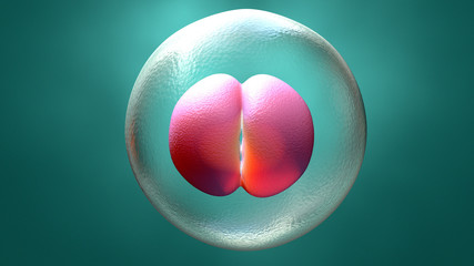 Embryo early stage