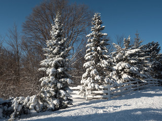 Snow covered pine trees