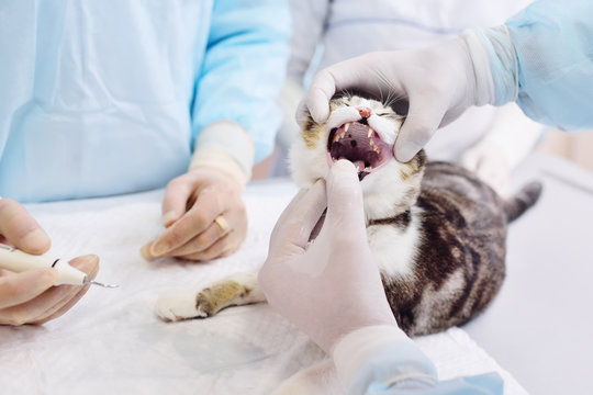 The vet examines the teeth of the cat. Tooth stone in domestic animals