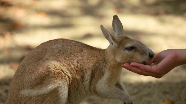 Small kangaroo or wallaby eating out of someone's hand in the shade