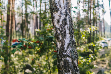 Obraz premium Birch tree in summer forest with a lot of green on background