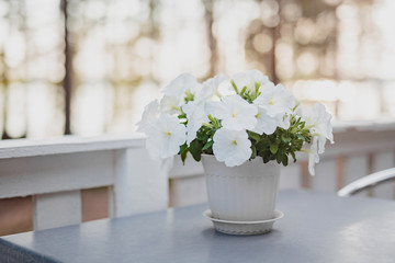 Flower on a table in a pot.